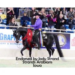 Victor Supreme Bob Hart Adjustable Arabian Training Martingale -Dalbello shop 25506 prof b overlay