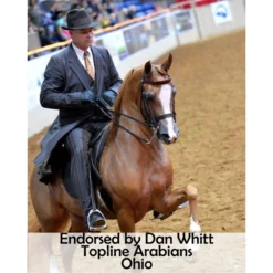 Victor Supreme Bob Hart Adjustable Arabian Training Martingale -Dalbello shop 25506 prof c overlay