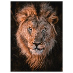 Photographers Collection - 1000 Pc. Puzzle - Hagg #11 10 Photographers Collection - 1000 Pc. Puzzle - Hagg #11 -Dalbello shop F409AAE8 5