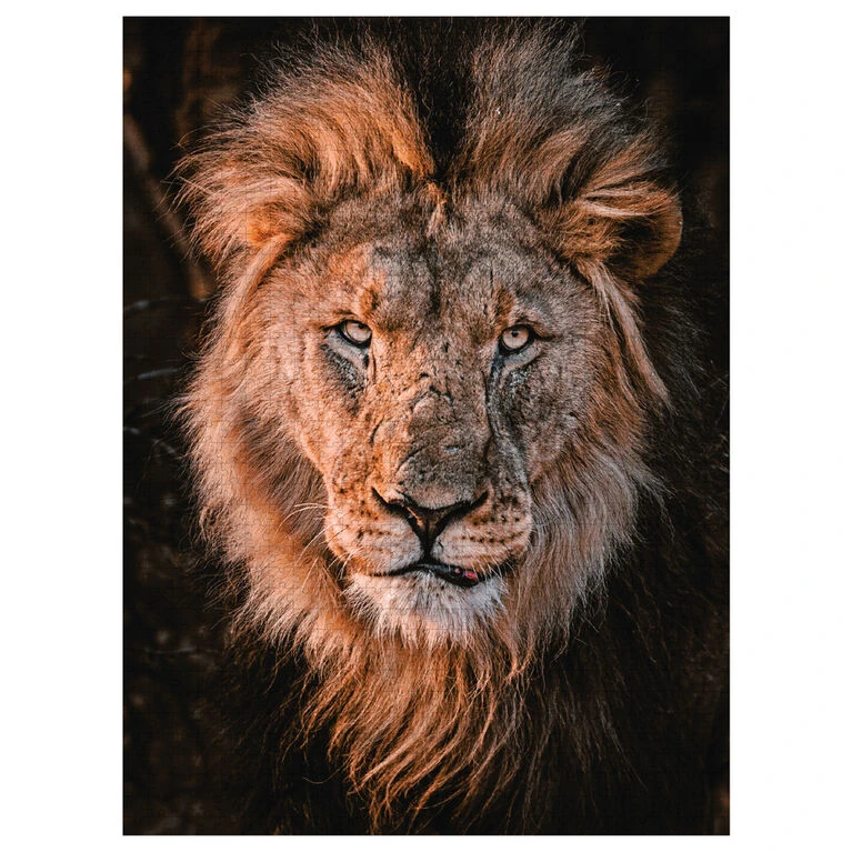 Photographers Collection - 1000 Pc. Puzzle - Hagg #11 5 Photographers Collection - 1000 Pc. Puzzle - Hagg #11 - Image 5