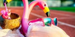 Goodr Flamingos On A Booze Cruise Sunglasses -Dalbello shop GoodrFlamingosonaBoozeCruiseSunglasses